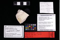 NHMW-GEO-2007z0149-0416_Ol_02.tifGalatheites zitteli (Moericke, 1889)  (NHMW-GEO-2007z0149-0416)